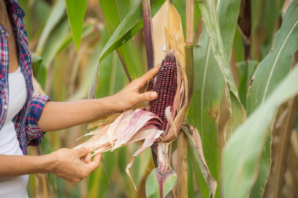 Bianca Enricone - Aflatoxina, Seu Alimento Pode Estar Contaminado - Detox Kriyá - Foto Divulgação