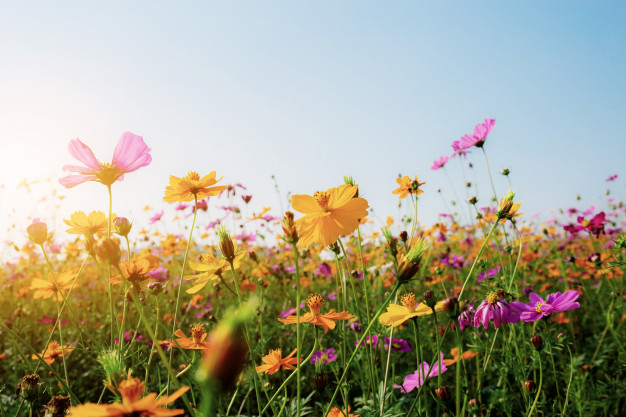 Bianca Enricone -Emoções na Primavera. Será que tudo são flores? - Detox Kriyá - Foto Divulgação Bianca Enricone - Chegou A Primavera! Será Que Tudo São Flores? - Detox Kriyá - Foto Divulgação